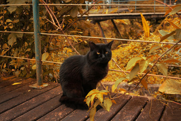 S&atilde;o Paulo Botanical Garden / S&atilde;o Paulo - (cat on the bridge)
