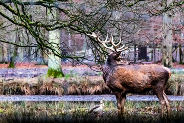 a red buck deer and a goose