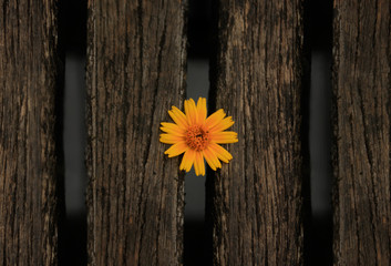 São Paulo Botanical Garden / São Paulo - (flower in the enclosure)