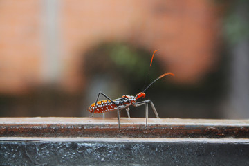 Graja&uacute; / S&atilde;o Paulo - (Insect on my house window)