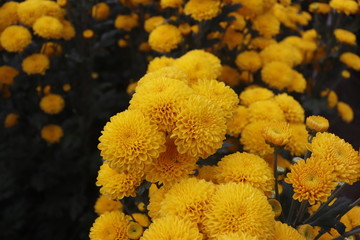 Holambra / S&atilde;o Paulo - Expoflora (Annual event of Dutch Culture, floral arrangements and ornaments)