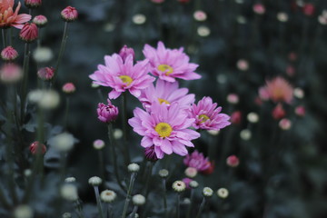 Holambra / S&atilde;o Paulo - Expoflora (Annual event of Dutch Culture, floral arrangements and ornaments)