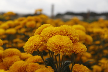 Holambra / S&atilde;o Paulo - Expoflora (Annual event of Dutch Culture, floral arrangements and ornaments)
