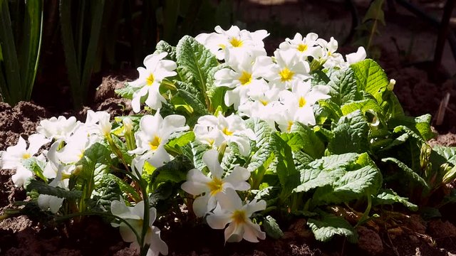 White beautiful primrose flowers growing in the garden on a Sunny spring day. Close up. The first spring flowers are swaying in the wind.