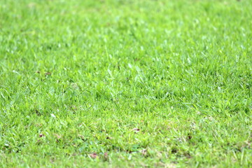 Lush bright green grass on the lawn. Not cut lawn, young shoots in spring. Background for wallpaper, text and design.