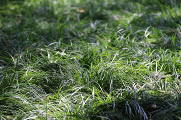 green grass background