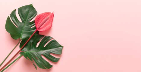 Tropical leaves and red flower of anthurium, the summer minimal background with a space for text. Flatlay style view from above. © Kotkoa