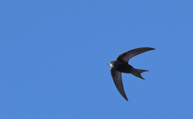 Obraz premium Apus apus (Common Swift, European Swift, Swift), Greece