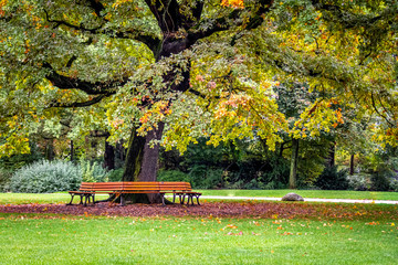 Round park bench under an oak tree in the park durring the fall