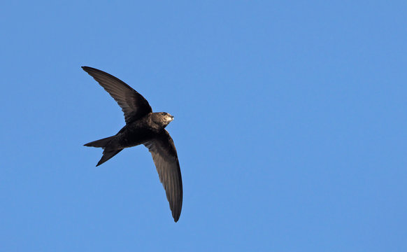 Apus apus (Common Swift, European Swift, Swift), Greece