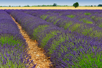 Fototapeta na wymiar A lavender field in Provence
