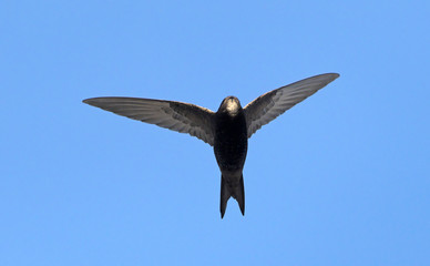 Apus apus (Common Swift, European Swift, Swift), Greece