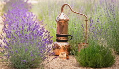 Distilling apparatus alembic with esential oil between of lavender field lines.