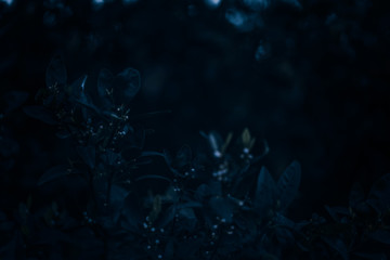 Dark blue color leaves background
