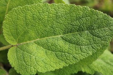 Green leaves of clary sage. Spice for cooking. Useful herb for human health. Selective focus. Close-up.