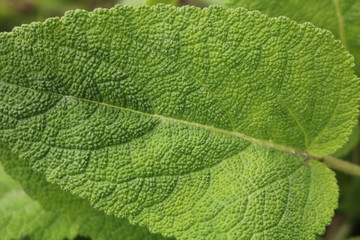 Green leaves of clary sage. Spice for cooking. Useful herb for human health. Selective focus. Close-up.