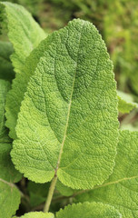 Green leaves of clary sage. Spice for cooking. Useful herb for human health. Selective focus. Close-up.