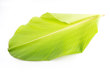 A green clear banana leaf with line pattern