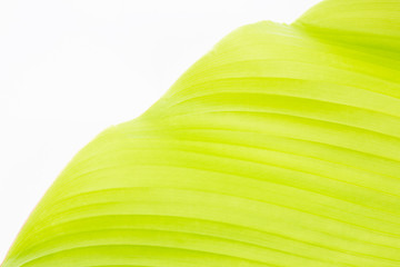 A bright green banan leaf close up
