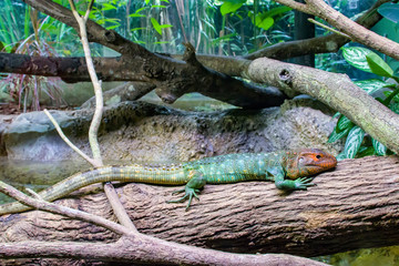 The Northern caiman lizard lies on the trunk. 
It is a species of lizard found in northern South America.
The body of the caiman lizard is very similar to that of a crocodile. 