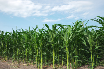 Obraz premium Rows of corn in a home garden.