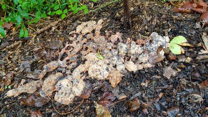 Slime mold Dog Vomit (Fuligo septica) on shreds of wood