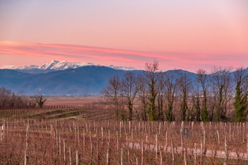 Winter sunset in the vineyards of Collio Friulano