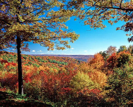 Fall Color In Alleghany State Park In Western New York State