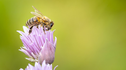Honey bee collecting pollen from purple chives blossom