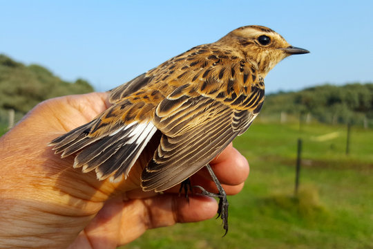 Whinchat (Saxicola rubetra) just banded/ringed; in hand