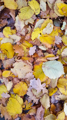 Autumn leaves on the ground