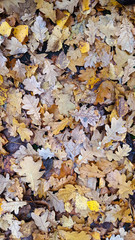 Autumn leaves on the ground, mainly from oak
