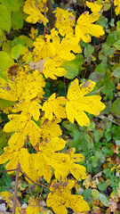 Yellow autumn leaves of Field Maple (Acer campestre)