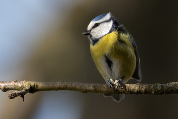 Naklejka premium Portrait Eurasian blue tit (Cyanistes caeruleus) perched on branch