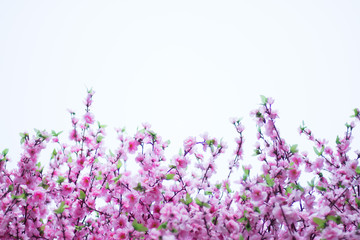 lavender flowers border