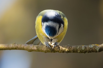 Cute Portrait of Eurasian blue tit (Cyanistes caeruleus) perched on branch eating food