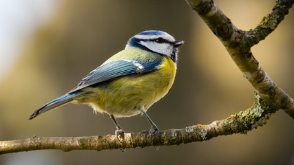 Eurasian blue tit (Cyanistes caeruleus) perched on branch