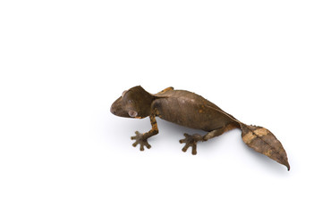 Mossy Leaf-tailed Gecko top view isolated on white bacground
