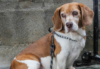 portrait of a beagle