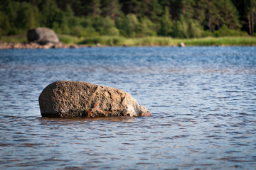 stone in the lake against the background of the forest
