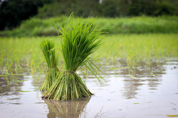 Fototapeta premium Green rice being planted.