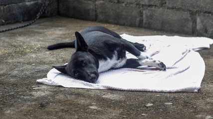 dog sleeping on the floor