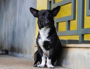 black and white dog