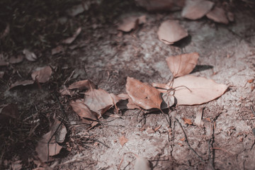 leaf on the ground