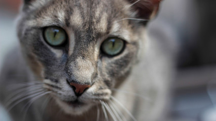 Cat With Green Eyes