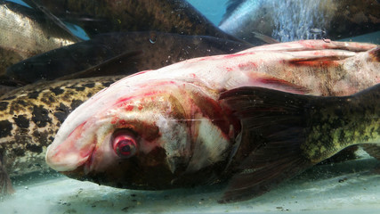 Silver carp are sold in the aquatic section of the supermarket