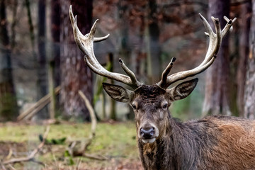 profile of a red buck deer