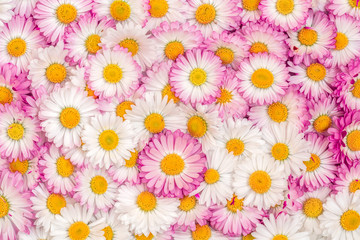 Bright picture of background full of daisy flowers