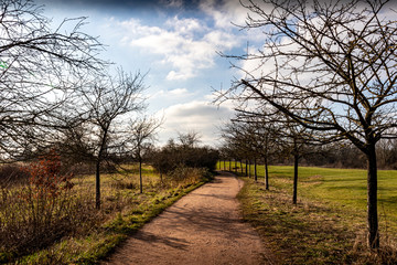 a country road along a rowe of small trees