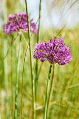 gros plan fleurs d'oignon allium de couleur mauve violette dans un jardin au printemps avec du soleil 